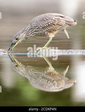 Schwarzkronenreiher, Jungvogel, Angeln im See. Stockfoto