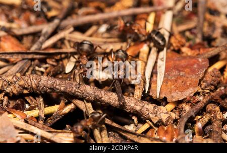 Makroaufnahme von roten Holzameisen. Formica rufa. Stockfoto