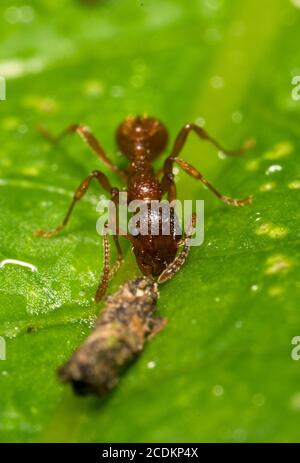 Makroaufnahme der roten Ameise. Formica rufa. Stockfoto