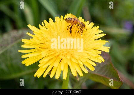 Eine Biene bestäubt eine leuchtend gelbe Löwenzahnblume im Stroud Preserve, Chester County, Pennsylvania, USA Stockfoto