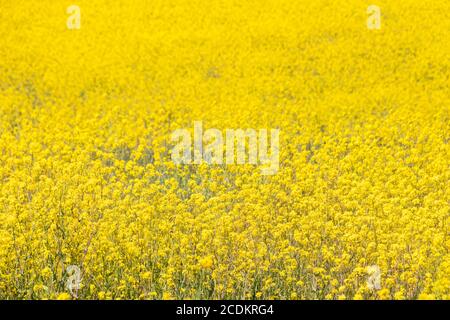 Ein schönes Feld dichter gelber Blumen blüht im Stroud Preserve, West Chester, Pennsylvania, USA Stockfoto