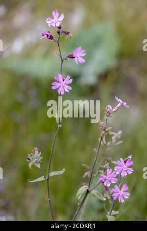 Roter Campion (Silene dioica) blüht in den Dolomiten Stockfoto