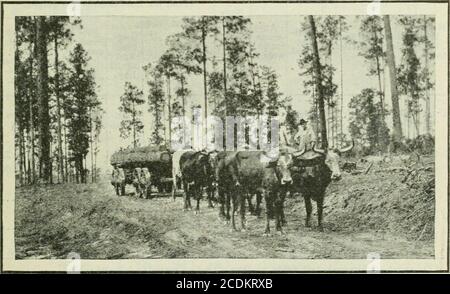 . Jahrbuch der Landwirtschaft . Abb. 31.-- Brahman Bullen in den Tho tlck-lnfestcd Portionen von soiilurn Texasund der Gulf Coast Regrion havp erwies sich als wertvoll für die Kreuzung mit dem Rindfleisch Rinder. Immunität von Texas Fieber erstreckt sich normalerweise Tocattle mit so wenig wie ein Achtel Brahman Blut. Da die Zecke ex-terminierte reinrassige Bullen anderer Rassen eingeführt werden sollte.. Fin. .32.- Piney Holzsteer machen gute Ochsen von beträchtlicher Größe für das Holzfällern, wenn sie gut gefüttert werden. Die jungfräulichen Langblatt-Kiefernwälder, wie sie in diesem Bild gezeigt werden, werden schnell aufgebraucht. Dieses abgetrennte Land sollte Stockfoto