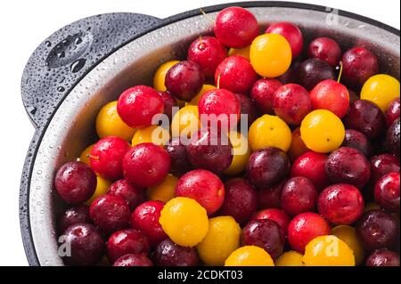 Frische Pflaumen in einem Sieb auf weißem Hintergrund Stockfoto