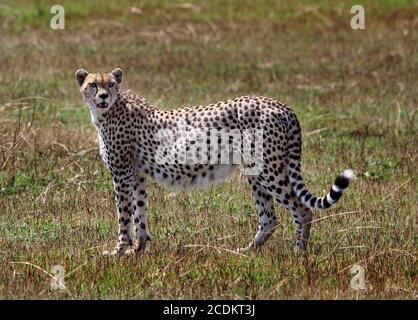 Ein schwangerer Gepard (Acinonyx jubatus) steht auf den offenen Ebenen der masai mara - Kenia. Sie werden derzeit als GEFÄHRDETE SPEZIES eingestuft. Stockfoto