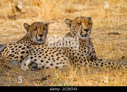 Zwei Cheetah Brothers ruhen sich aus und blicken nach vorne, während sie auf der trockenen Afrikanischen Ebene im Hwange National Park, Simbabwe, liegen Stockfoto