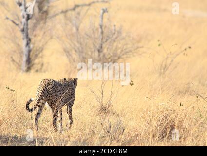 Lone Male Cheetah (Acinonyx jubatus, ) wawy von der Kamera auf die offene Savanne in der Nähe von Shumba in Hwange Natioanl Park, Simbabwe Stockfoto