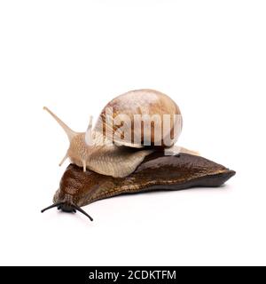 Römische Schnecke Reiten Schnecke Stockfoto