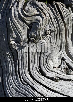 Schatten & Licht der Sonne auf Spulen & Wirbel von Knorriges sonnengebleichtes körniges Holz aus altem Baumstumpf aus totem Hartholz Baum in Cumbria England GB Stockfoto