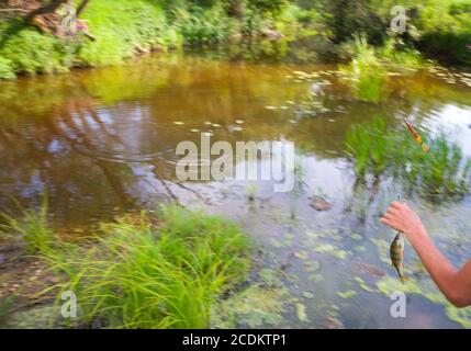 Fluss, Bach, wo lebt und wird auf Fischfang Fisch gefangen ein Barsch Stockfoto