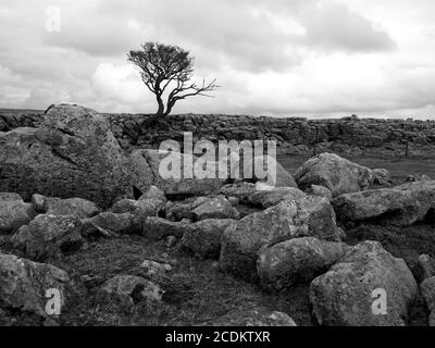 Ikonischer einteiliger, zerklüftter Weißdorn-Baum (Crataegus monogyna) auf Kalksteinpflaster mit Silhouette vor grauem Himmel in Malham North Yorkshire, England, Großbritannien Stockfoto