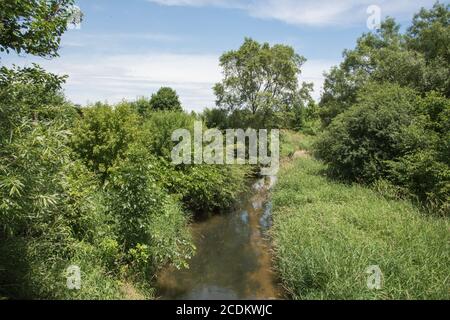 Creek durch üppige, sommergrüne Flora und Gräser auf dem Waubonsie Creek Trail unter einem blauen Himmel mit Wolken in Aurora, Illinois Stockfoto