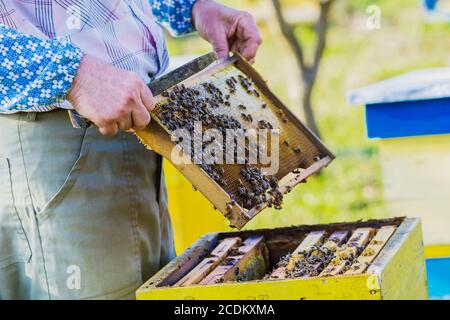 Imker Überprüfung Bienenstock Stockfoto