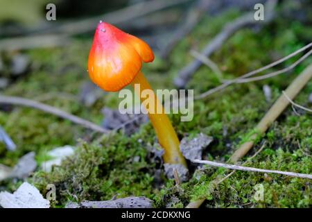 Hellrot/orange konische Wachskappe (Hygrocybe conica) in einem Quebecer Wald, Wakefield, Kanada. Stockfoto