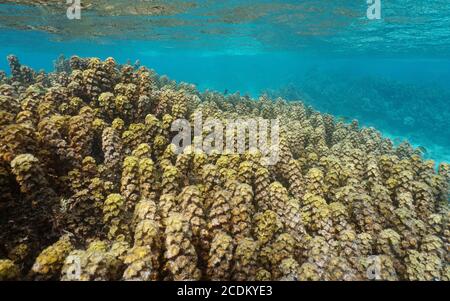 Invasive Algen, Turbinaria ornata, besiedeln seichtes Unterwasserriff in Französisch-Polynesien, Tahiti Lagune, Pazifik, Ozeanien Stockfoto