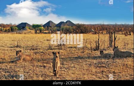 Pride of Lions ruht auf der African Plains mit einer African Safari Lodge im Hintergrund. Nehimba, Hwange National Park, Simbabwe Stockfoto