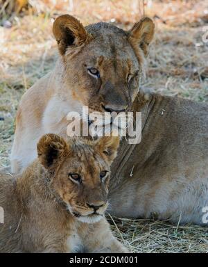 Nahaufnahme einer Löwin und ihres Jungen, die sich im afrikanischen Bush, Hwange National Park, Simbabwe, ausruhen Stockfoto