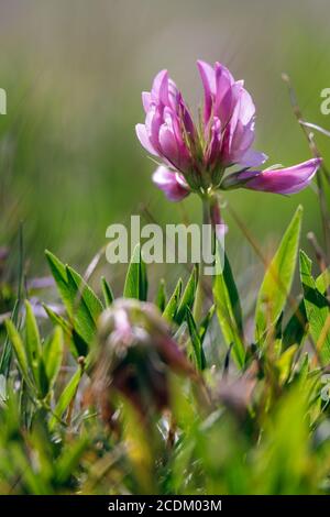Alpenklee (Trifolium alpinum) wächst wild in den Dolomiten Stockfoto