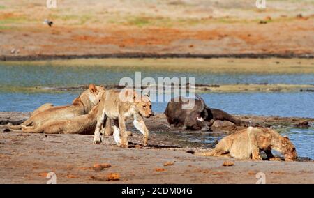 Pride of African Lions neben einem Büffelkill, der sich in einem Wasserloch im Hwange National Park in Simbabwe befindet Stockfoto