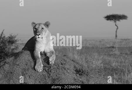 Lone Lioness lag entspannt auf einem Termitenhügel mit einem Akazienbaum in der Ferne. Stockfoto