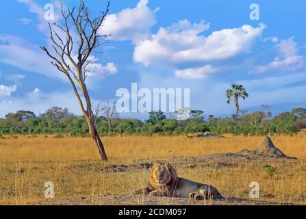 Szenische Ansicht eines männlichen Löwen, der auf der offenen Afrikanischen Ebene vor einem blau bewölkten Himmel ruht, Hwange National Park, Simbabwe Stockfoto