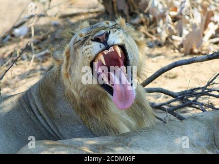 Männlicher Löwe gähnt während er sich unter einem Baum im South Luangwa National Park, Sambia, ausruhte Stockfoto