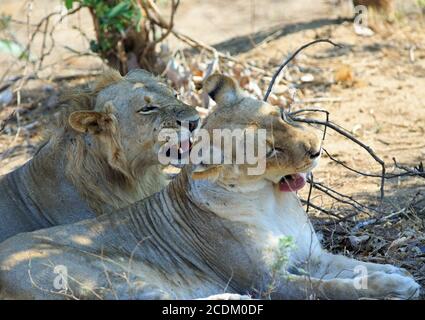 Paarungslöwen schnarren unter einem Busch im South Luangwa National Park, Sambia Stockfoto