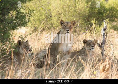 Drei Löwinnen ruhen in einem Grasland, während die in der Mitte direkt in die Kamera schaut, Hwange Natioanl Park, Simbabwe Stockfoto