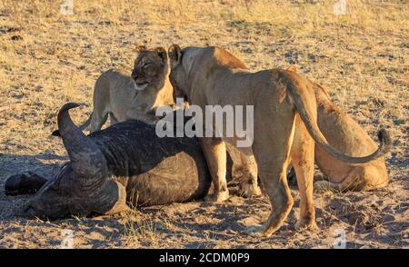 Löwenkub und Löwin stehen über einem kürzlichen Buffalo töten, mit dem Jungen stehen mit Pfote auf dem Kadaver ruhen. Hwange-Nationalpark, Simbabwe Stockfoto