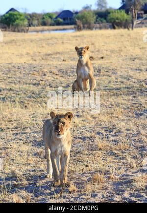 Portraitansicht des Löwenkubs im Vordergrund, während Mama von hinten aufschaut. Hwange-Nationalpark, Simbabwe Stockfoto
