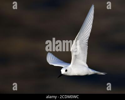 Weiße Seeschwalbe (Gygis alba), im Flug, Himmelfahrtsinsel Stockfoto