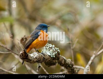 Blaustirnrotstarter (Phoenicurus frontalis), Männchen auf einem Zweig, Indien Stockfoto