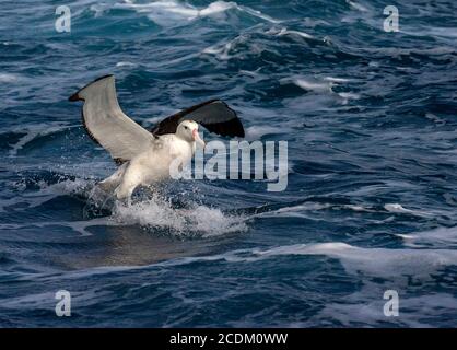 Tristan Albatross (Diomedea dabbenena), Erwachsene Landung auf blauem rauem Meer, Tristan da Cunha, Gough Island Stockfoto