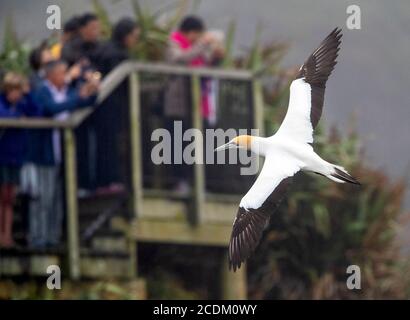 Australische Gannet, Australasian Gannet (Morus Serrator, Sula Serrator), Erwachsene fliegen vor einem Aussichtspunkt mit Touristen, Neuseeland, Nord Stockfoto