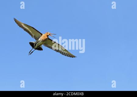 Schwarzschwanzgodwit (Limosa limosa), weibliche Berufung im Flug, Niederlande, Frisia Stockfoto