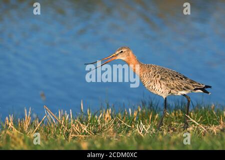 Schwarzschwanz-Godwit (Limosa limosa), weibliche Spaziergänge am Ufer, Oberschnabel ist flexibel, Niederlande, Friesland Stockfoto