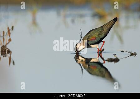 nördlicher Kiebitz (Vanellus vanellus), männliche Nahrungssuche im Flachwasser, Spiegelbild, Niederlande, Friesland, Nationalpark Lauwersmeer Stockfoto