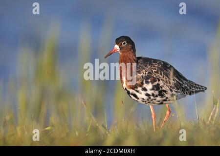 ruff (Philomachus pugnax), Männchen steht auf einer Wiese am Wasser, Seitenansicht, Niederlande, Frisia, Workum Stockfoto