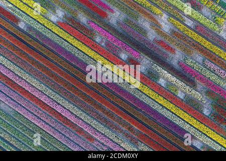 Luftaufnahme von blühenden Tulpenfeldern, 26.04.2020, Niederlande, Nord-Niederlande, Obdam Stockfoto