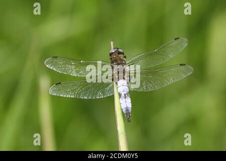 Seltene Verfolger Libelle, seltene Libellula (Libellula fulva), Männchen sitzt auf einem Grashalm, Niederlande, Overijssel, Weerribben-Wieden Nationalpark Stockfoto