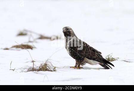 Amerikanischer Bussard mit rauen Beinen (Buteo lagopus), weibliche Sitzhaltung auf dem schneebedeckten Boden, Seitenansicht, Dänemark Stockfoto