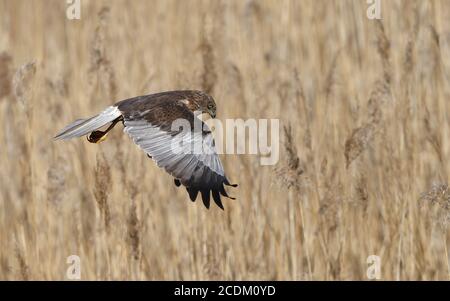 WESTERN Marsh Harrier (Circus aeruginosus), erwachsenes Männchen im Flug über Schilf, Dänemark Stockfoto