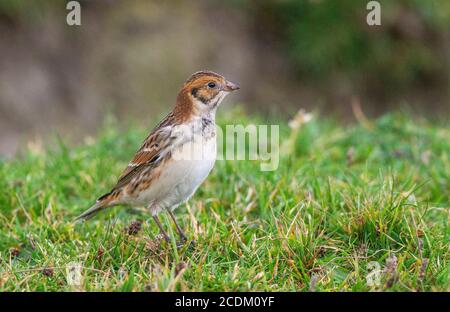 Lapplandammer (Calcarius lapponicus), Männchen auf einer Wiese, Seitenansicht, Vereinigtes Königreich, England, Norfolk Stockfoto