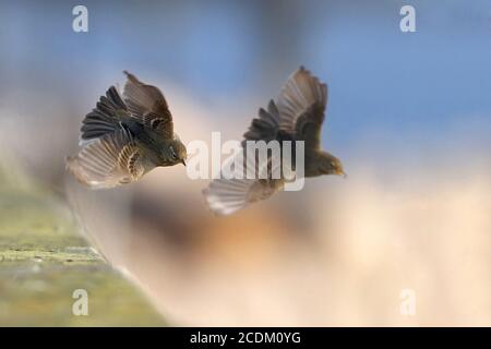 Skandinavische Hebriden-Felsplatte (Anthus petrosus littoralis, Anthus littoralis), zwei Felspipits im Flug, die sich gegenseitig jagen, Dänemark Stockfoto