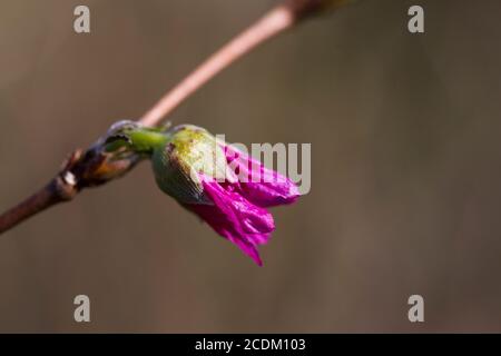Lachs Himbeere, Salmonbeere (Rubus spectabilis), Knospe, Niederlande, Frisia Stockfoto