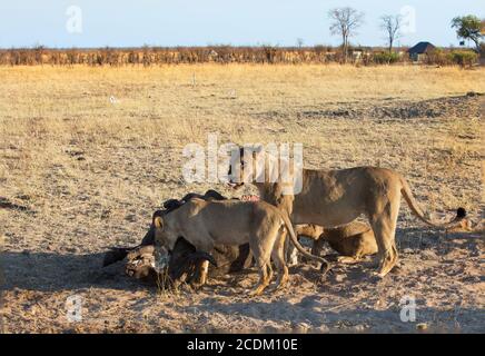 Pride of Lions Schlemmen auf einem Büffelschlachten in den offenen Ebenen des Hwange National Park, Simbabwe, Südafrika Stockfoto