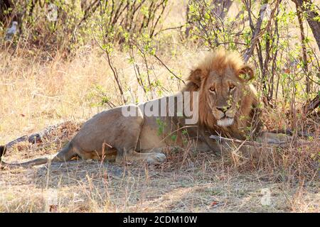 Golden Mähne männlicher Löwe ruht neben einem Busch und schaut dorectly in die Kamera. Hwange-Nationalpark, Simbabwe Stockfoto
