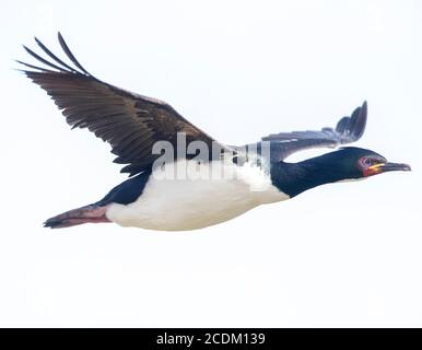 Auckland Shag, Auckland Islands Shag (Leucocarbo colensoi, Phalacrocorax colensoi), Erwachsene im Flug, Neuseeland, Auckland Inseln, Enderby Island Stockfoto