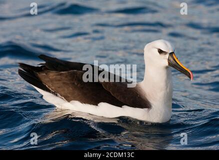 Atlantischer Gelbnasenalbatros (Thalassarche chlororhynchos), Schwimmen auf dem Südatlantik, Seitenansicht, Tristan da Cunha, Gough Island Stockfoto