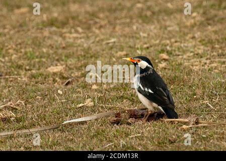 Asian pied starling, Pied Myna (Sturnus contra, Gracupica contra), Barschen auf einer Wiese, Indien, Stockfoto